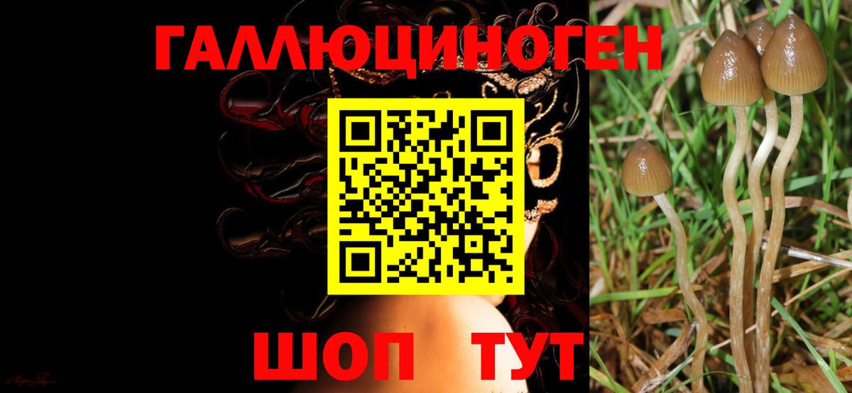 Малгобек  Галлюциногенные грибы Magic Shrooms  Вход с VPN 